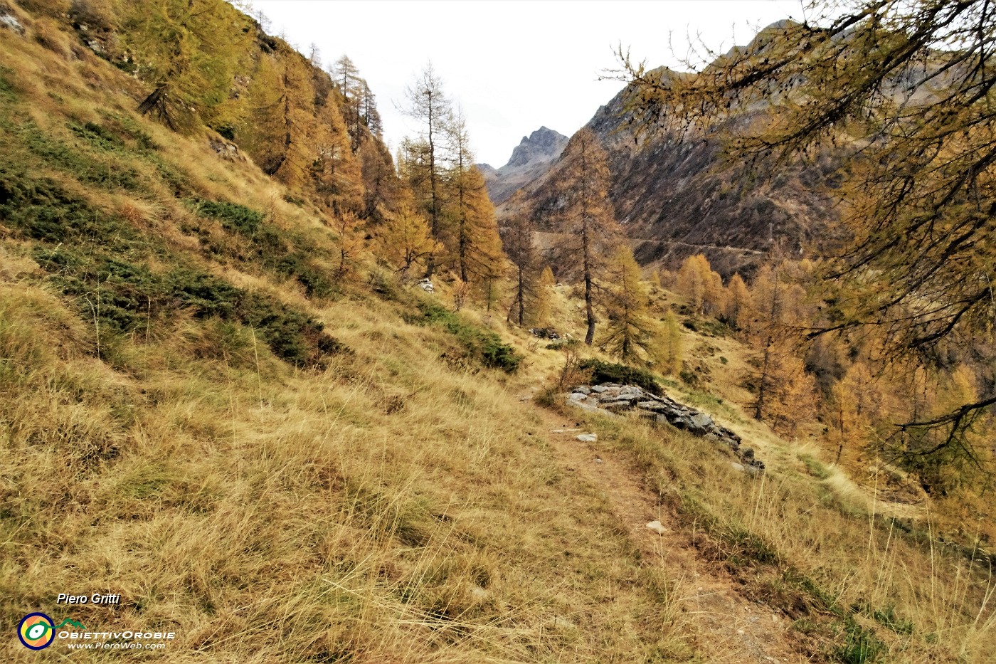 47 Salendo tra larici in look autunnale la Valle del Gorno .JPG